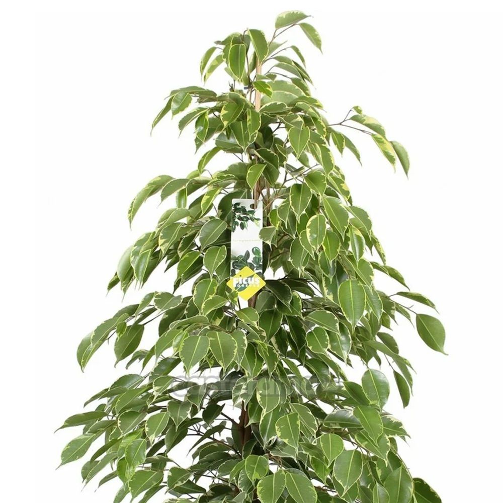 Фикус Бенджамина Голден Кинг d17 см h80 см