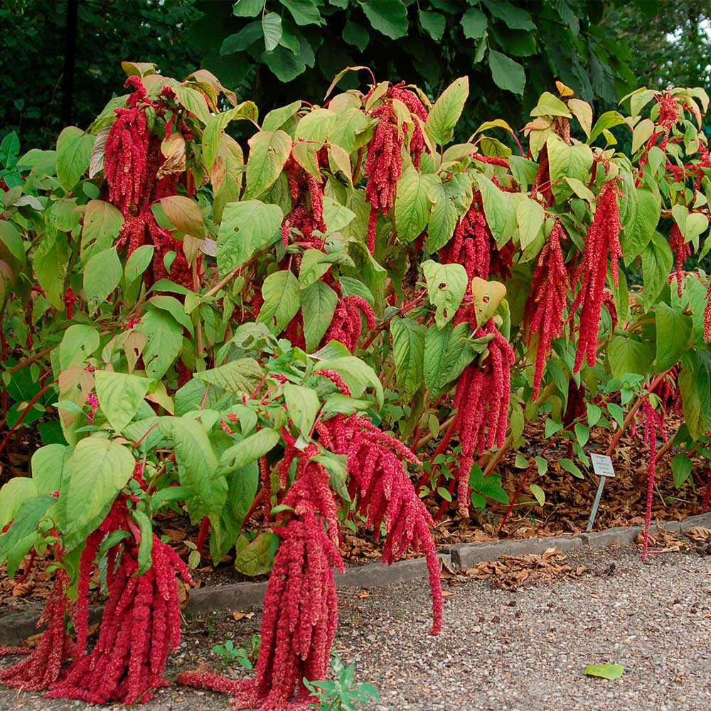 Амарант Красный (ЦВ) ("1) 0,1гр.