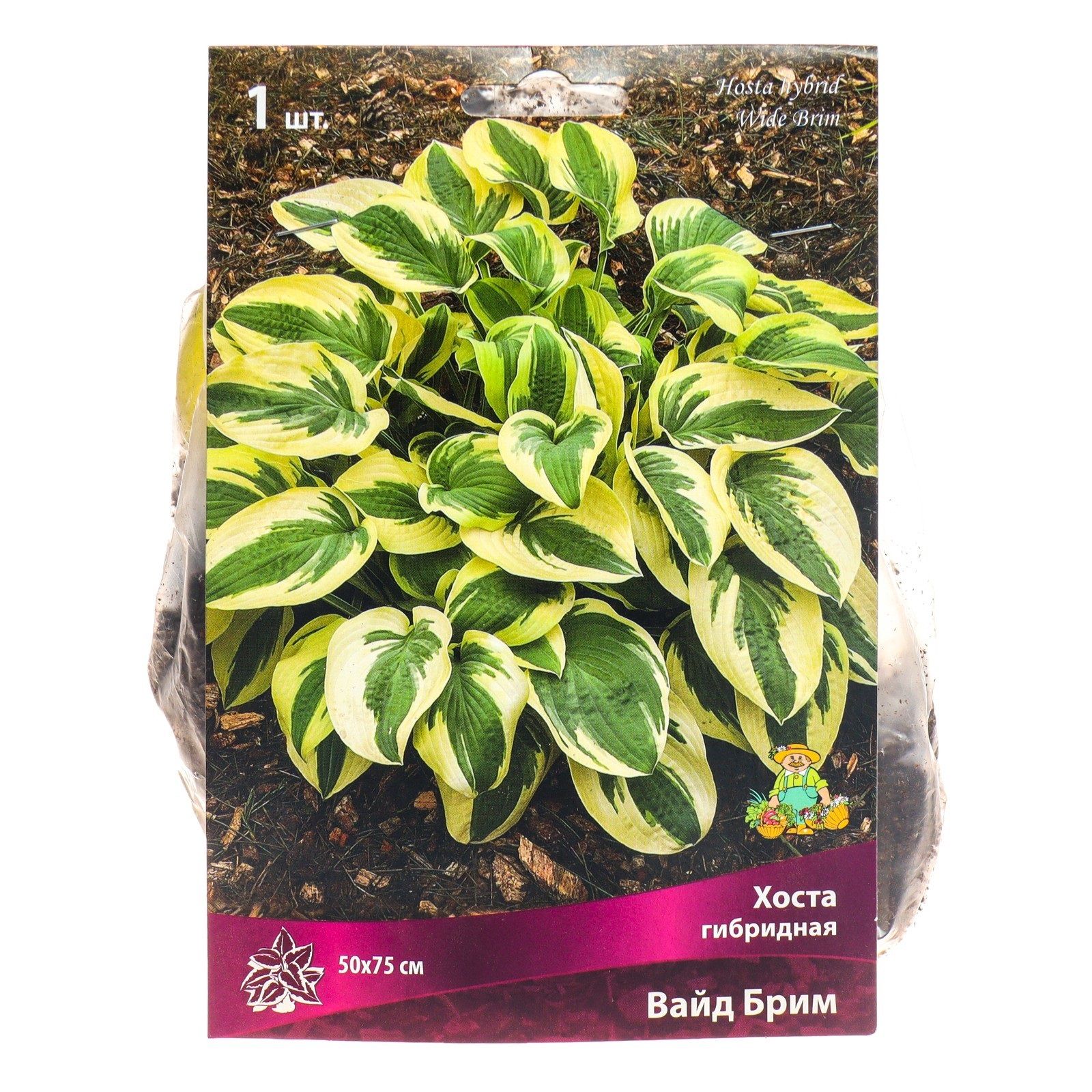 Хоста гибридная Вайд Брим/К