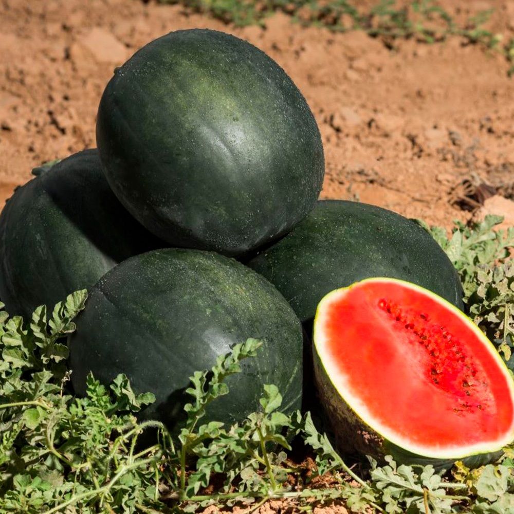 Арбуз Огонек ц\п