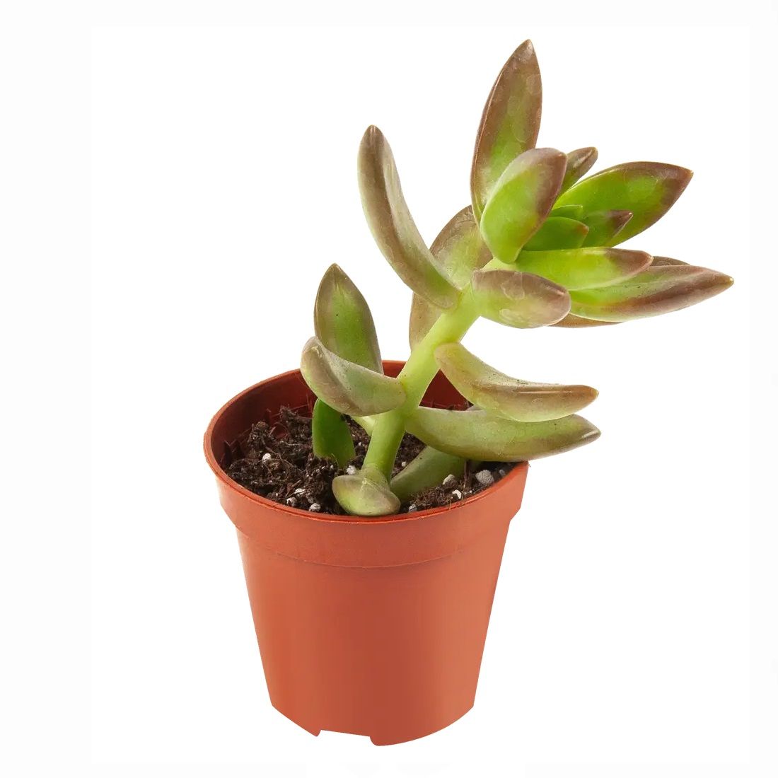 Суккулент микс био d5 см