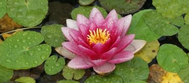 Фигуры водоплавающие