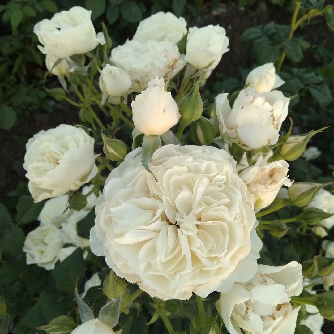 Роза флорибунда Вайт Пиано С7/С10