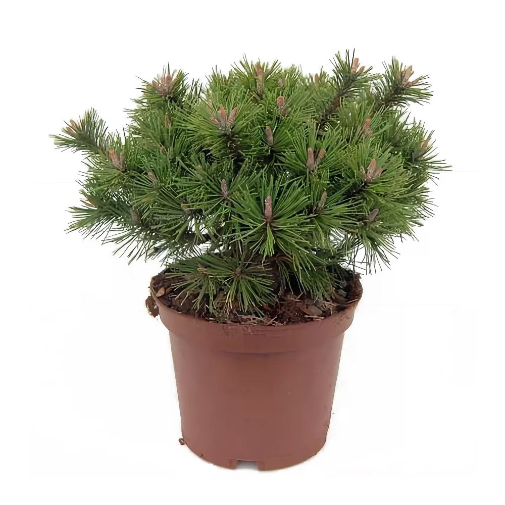 Сосна горная Хампи V2