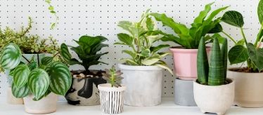 Комнатные растения и цветы