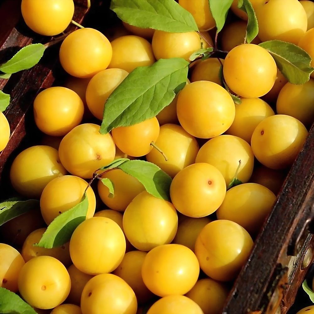 Алыча Мара С7