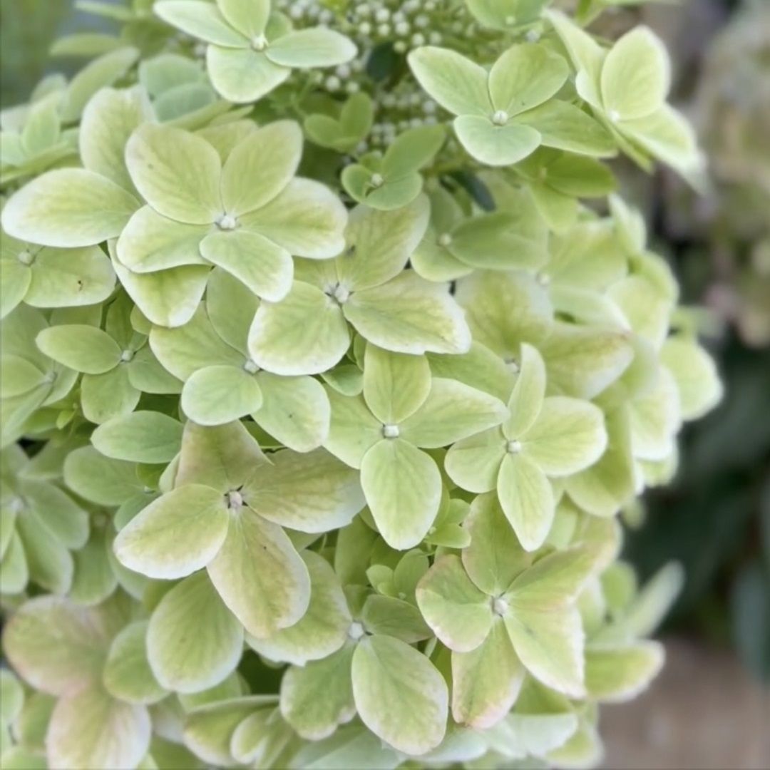 Гортензия метельчатая Металлика 2 л