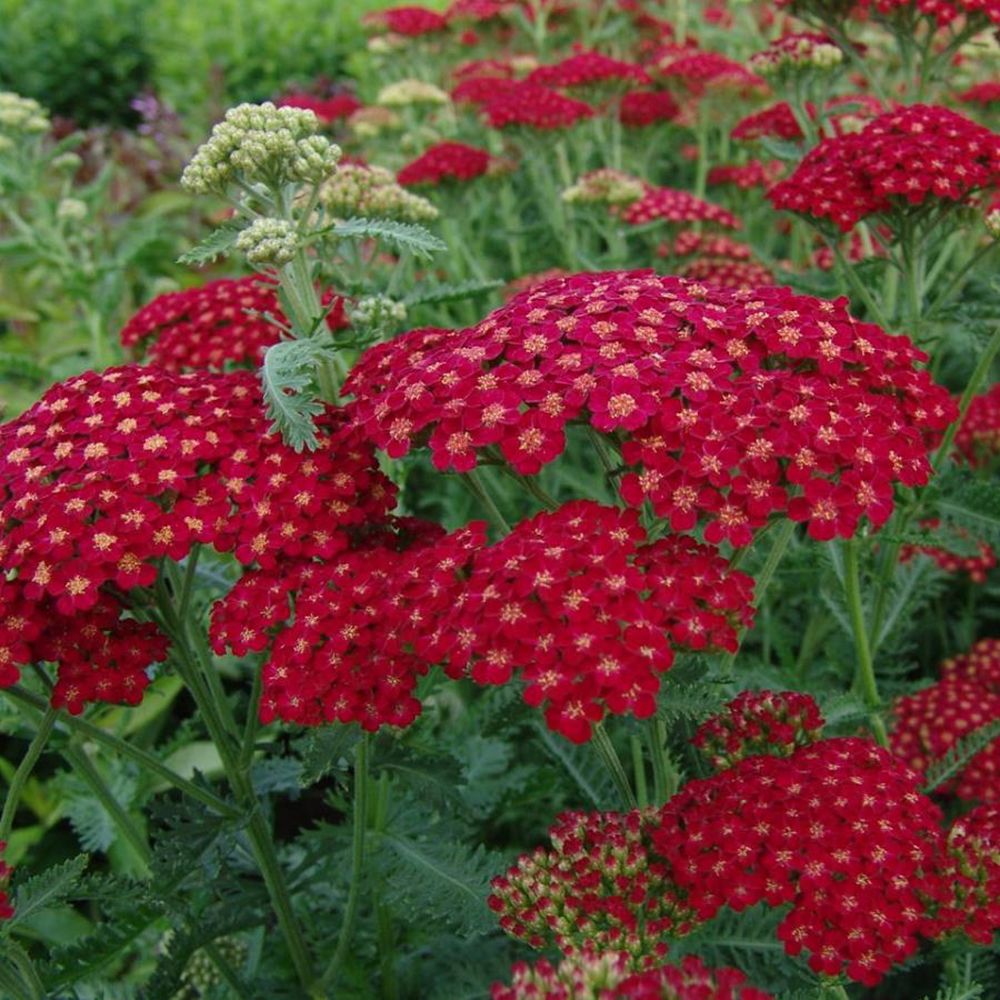 Ахиллея тысячелистник 0,5-1 л