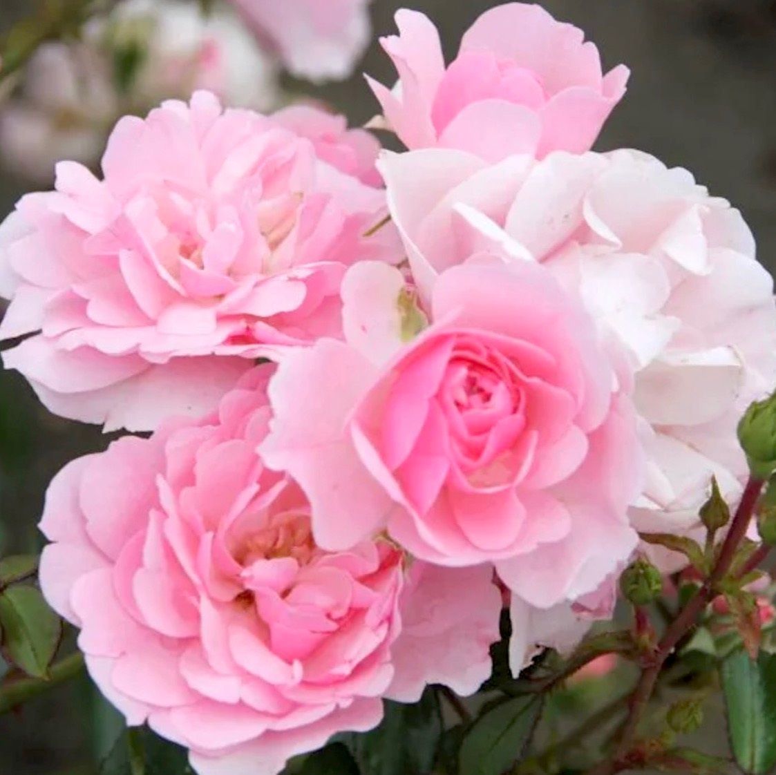 Роза флорибунда Роял Боника С7/С10