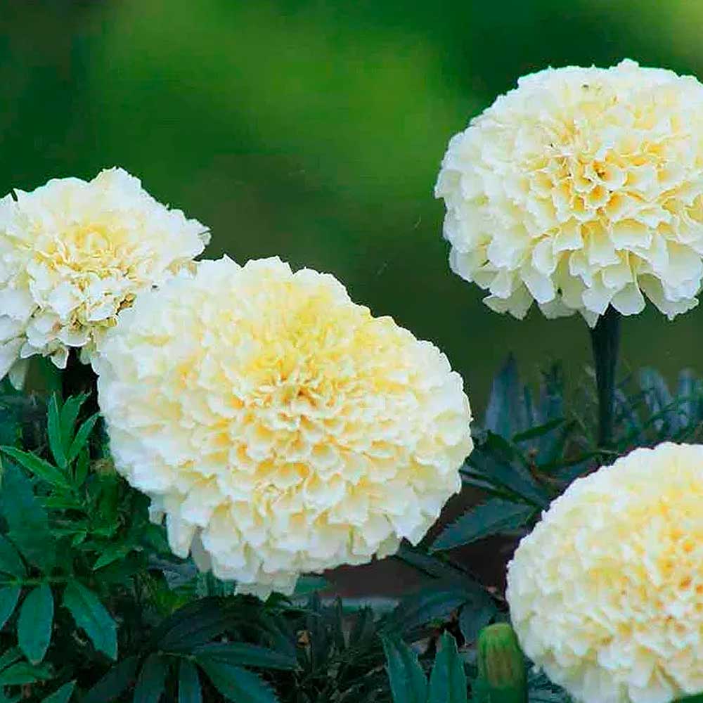 Бархатцы прямостоячие Тагетес прямостоячий F1 Ванилла Семена Профи цв "1