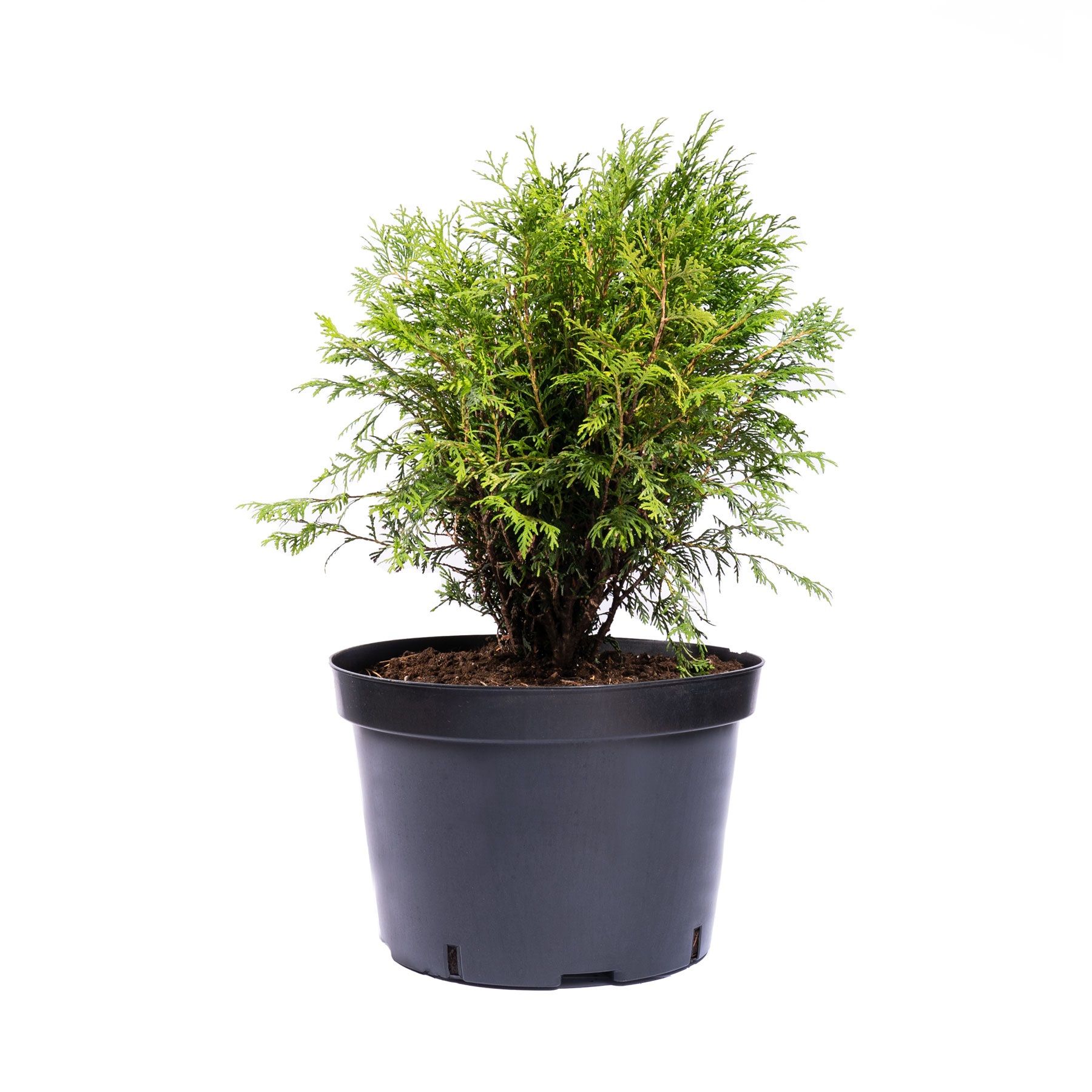 Туя западная Вудварди (Woodwardii) шаровидная