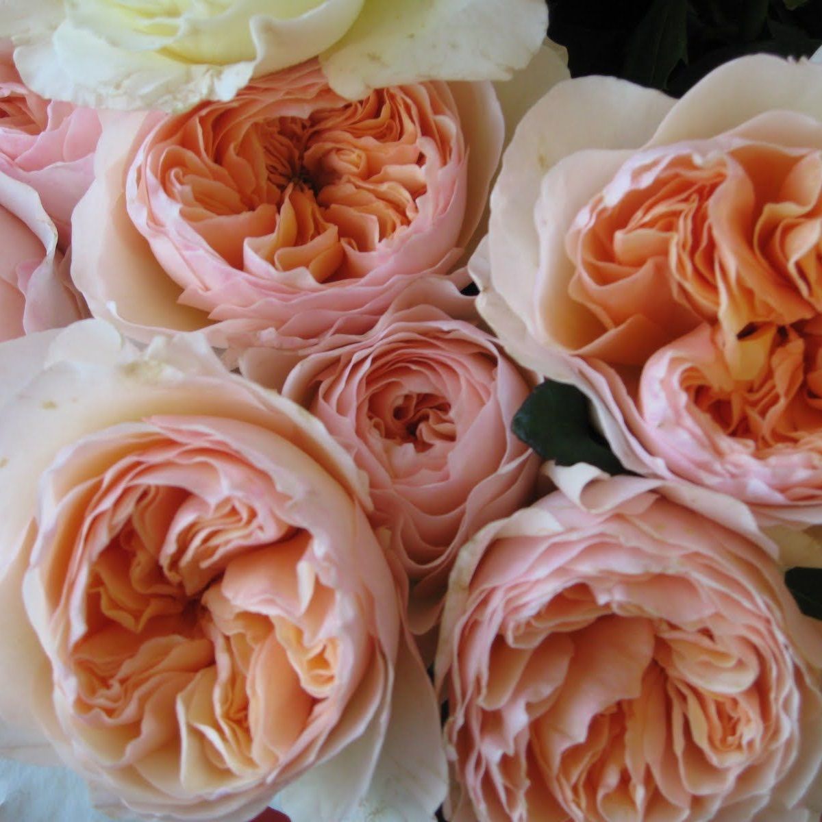 Роза пионовидная Трендсеттер С7/С10