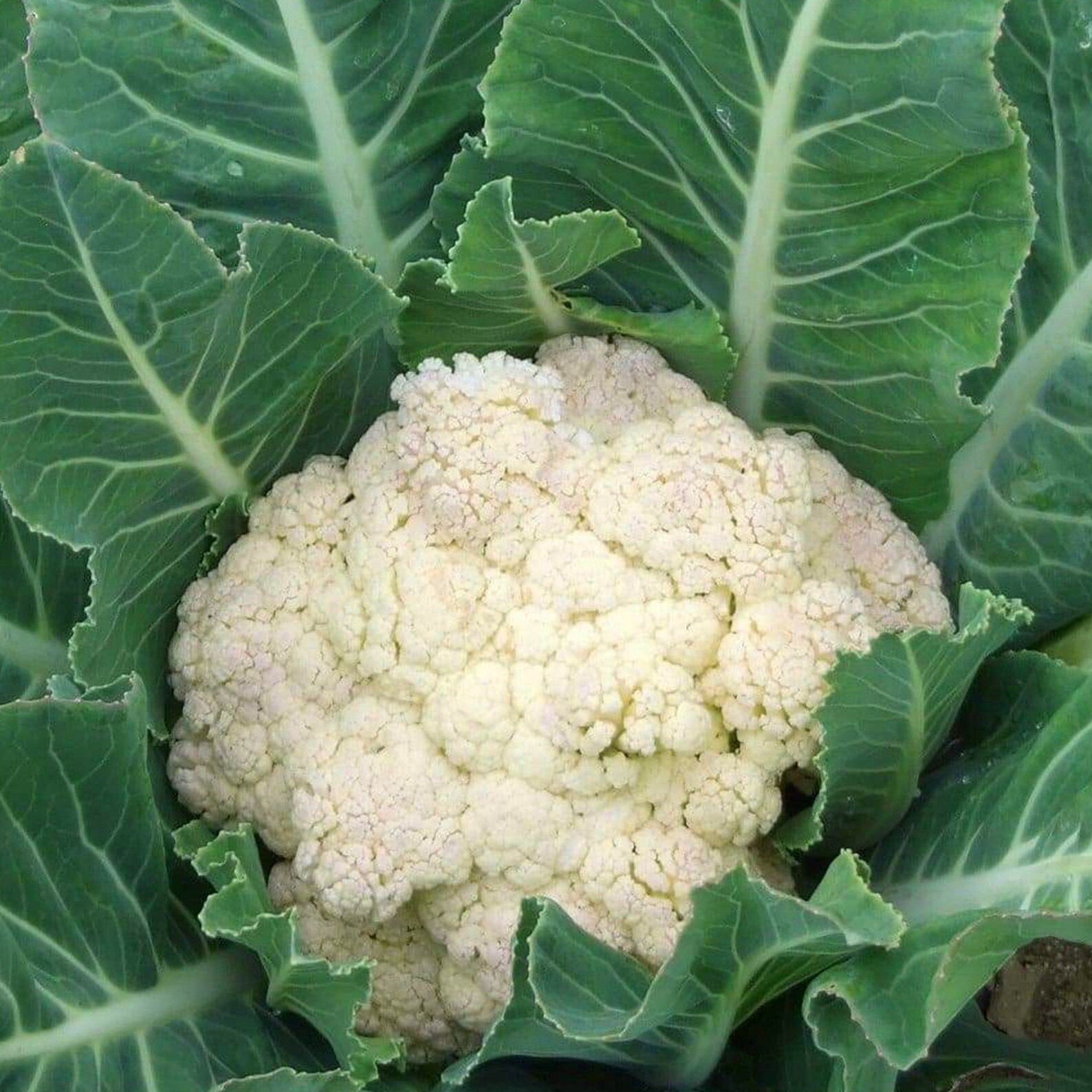 Рассада Капуста цветная Сноуболл