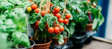 Семена овощей