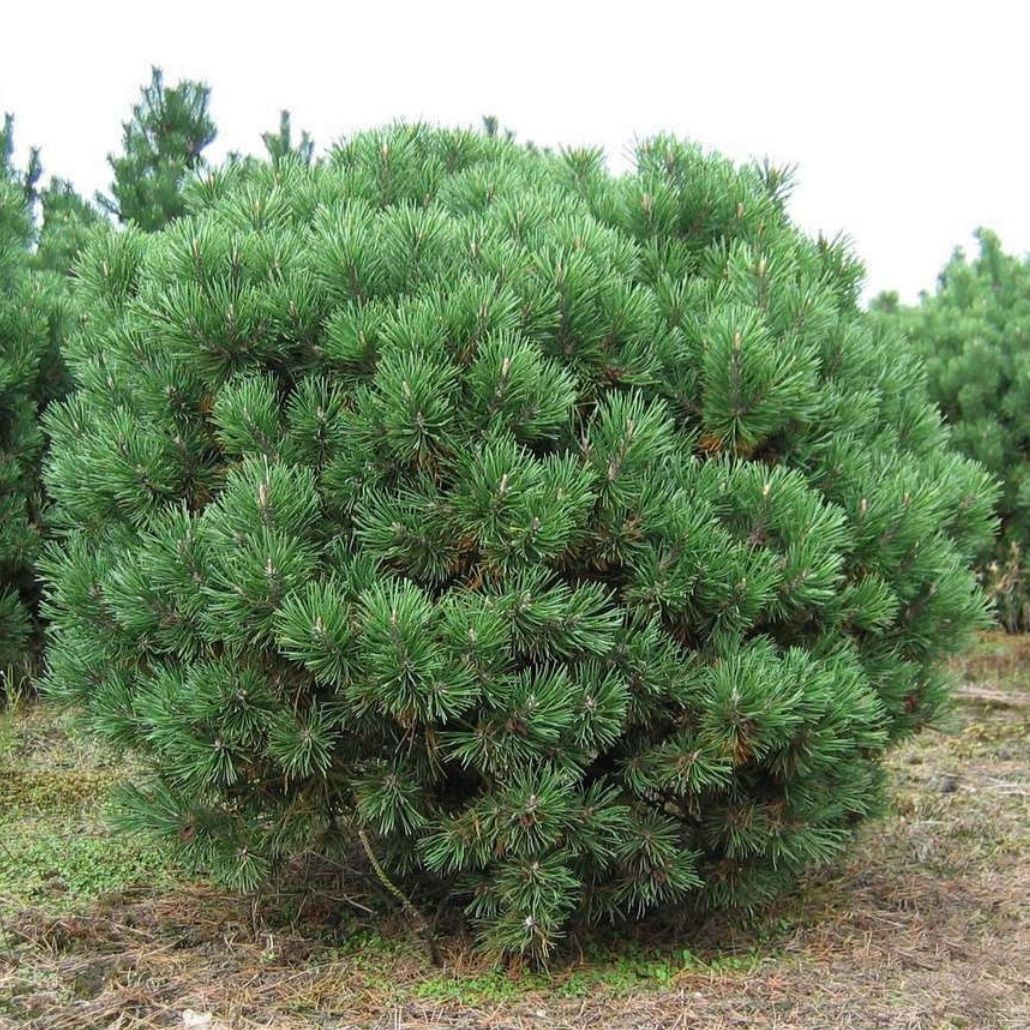 Сосна горная Мопс V2