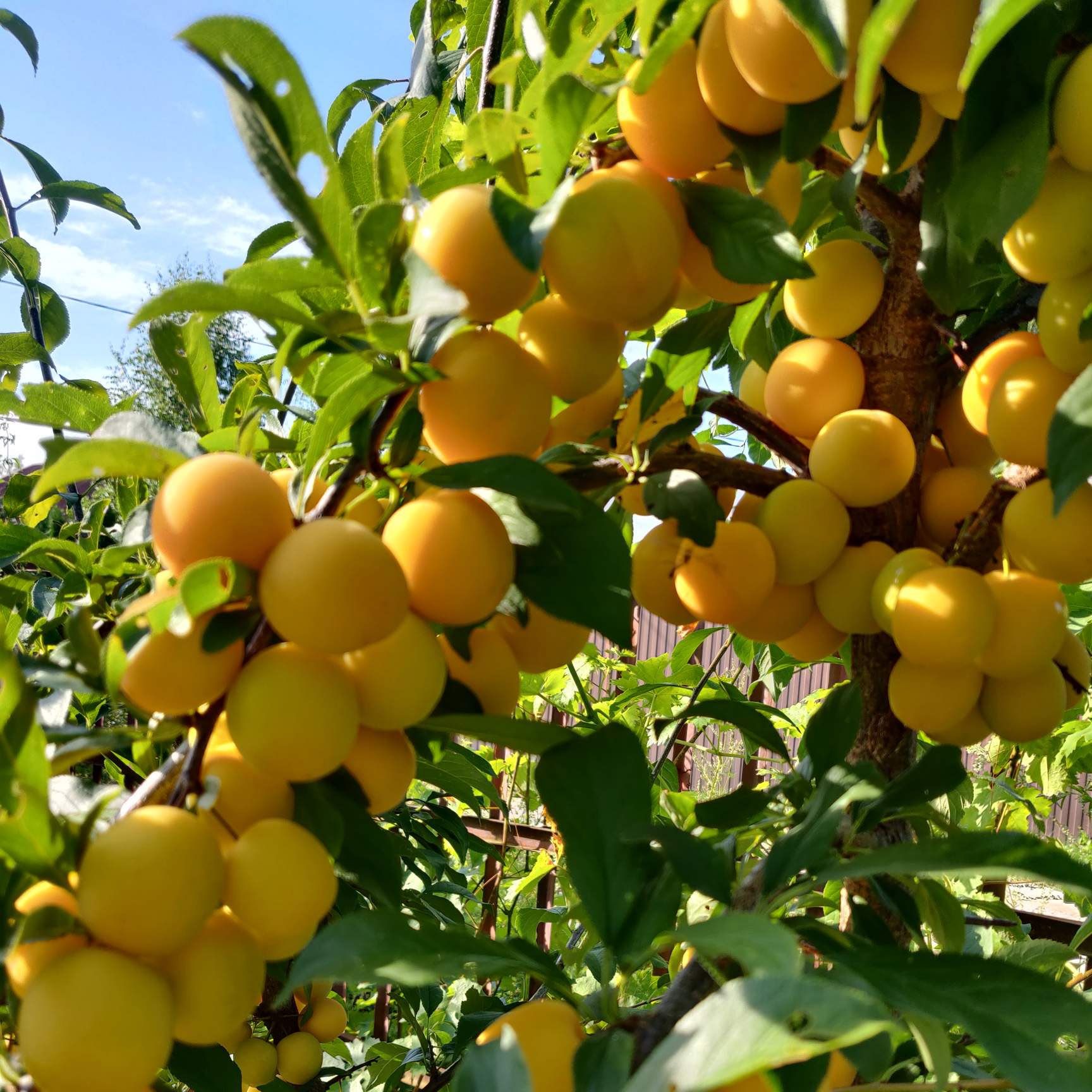 Алыча Царская С7