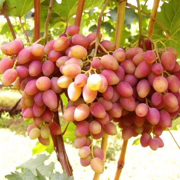 Виноград 1 категория