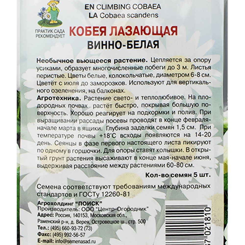 Кобея лазающая Винно-белая  ц/п