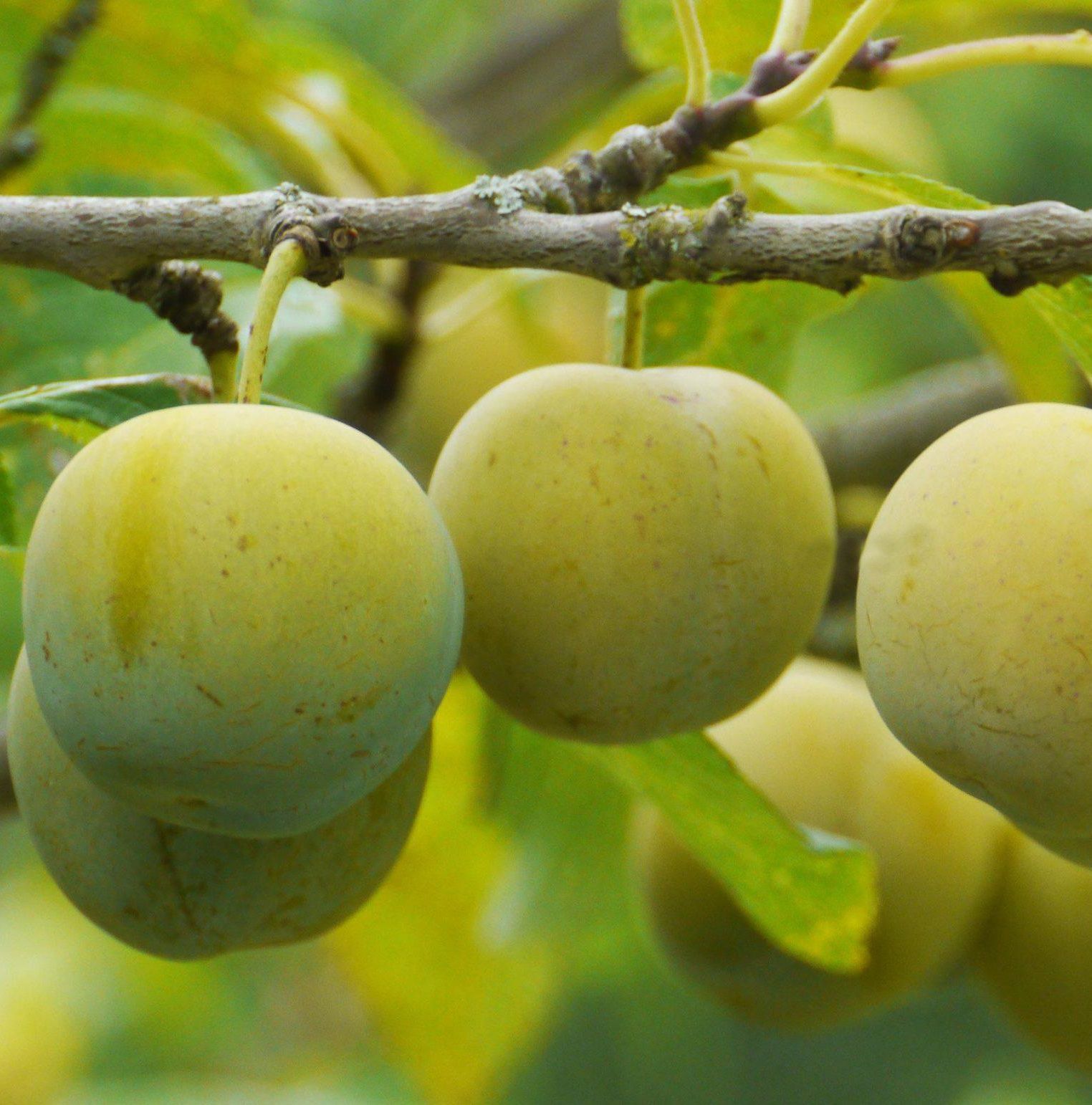 Слива Рейнклод колхозный С7