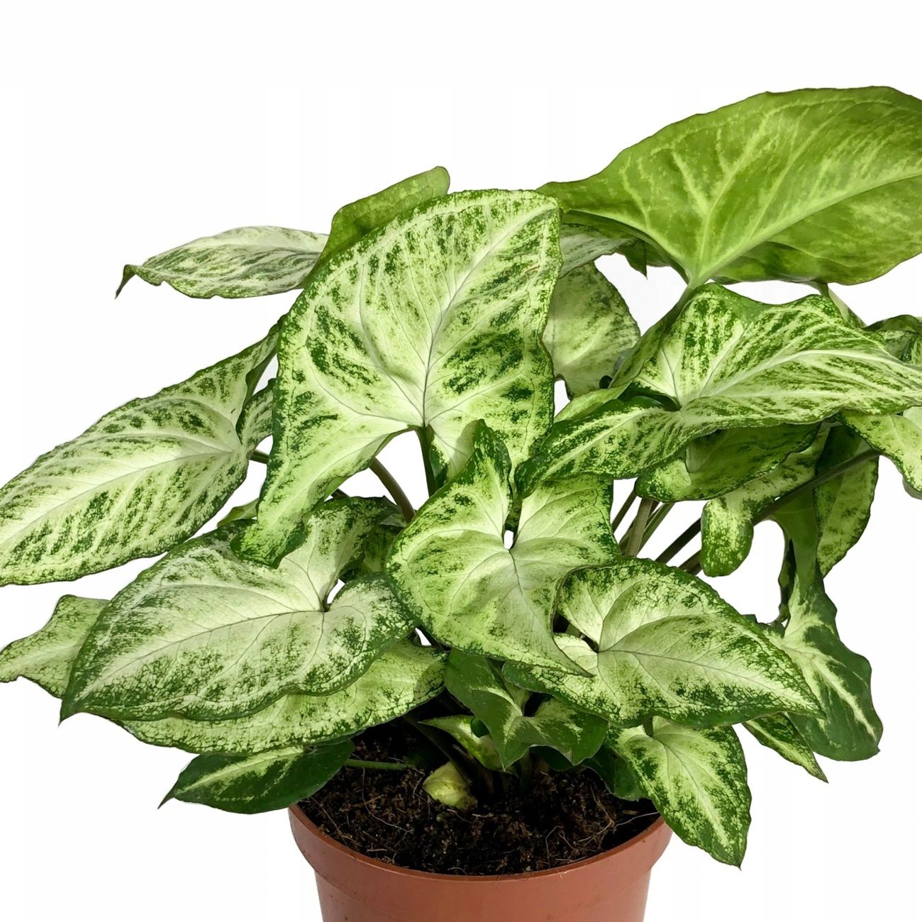 Сингониум микс d10 см ЯТК