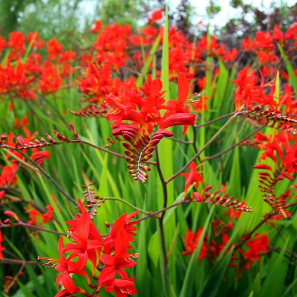 Крокосмия Люцифер 8-10 6 шт