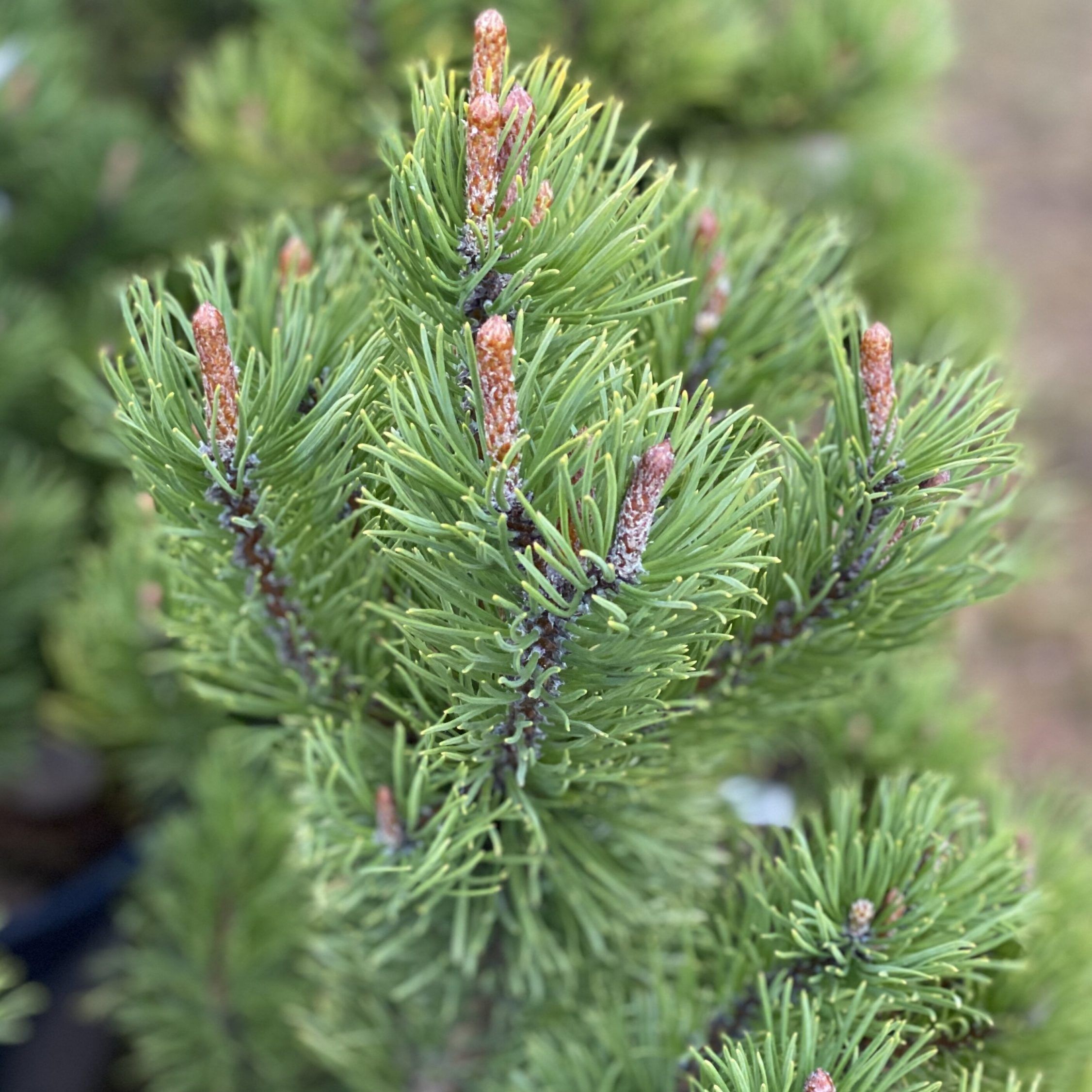 Сосна горная Колумнарис V2