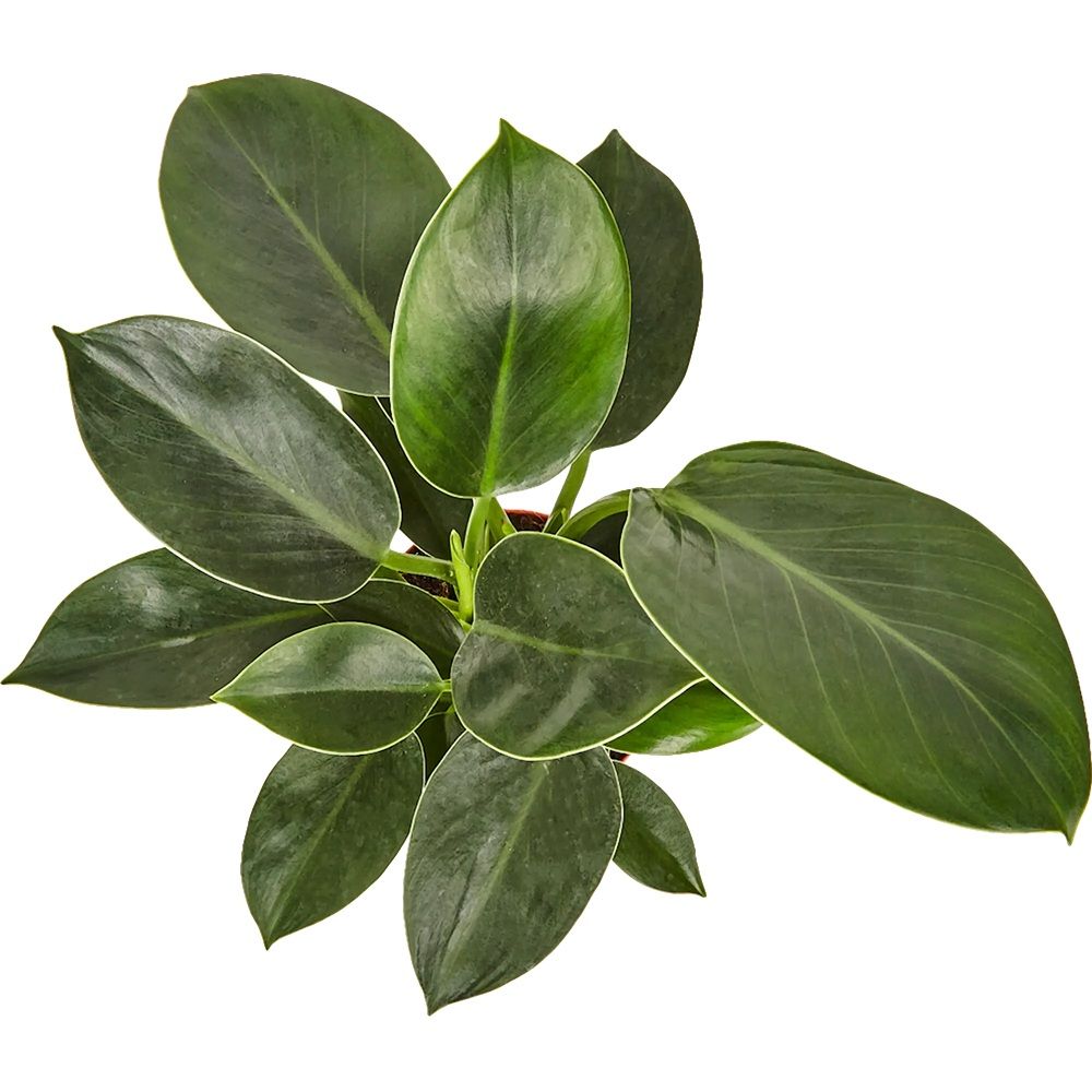 Филодендрон Грин Принцесс d12 см