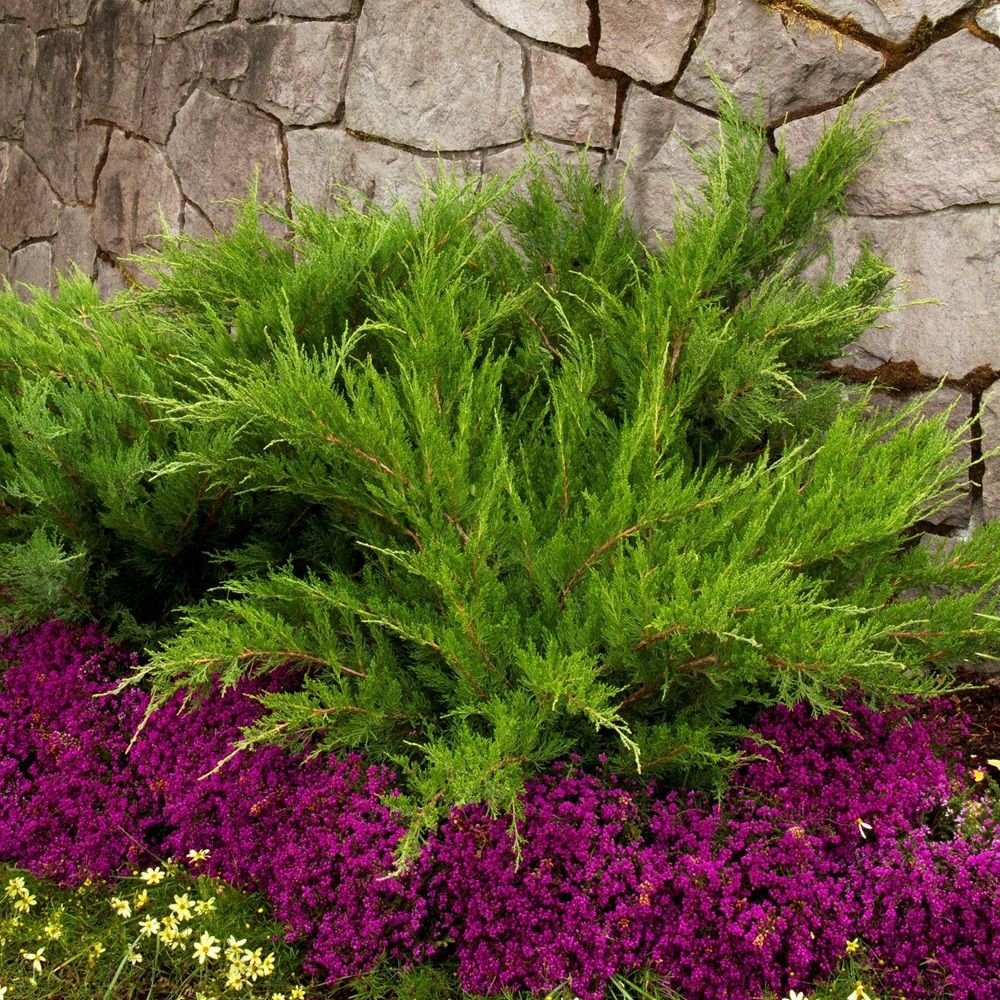 Можжевельник средний Минт Джулеп h40-60 см