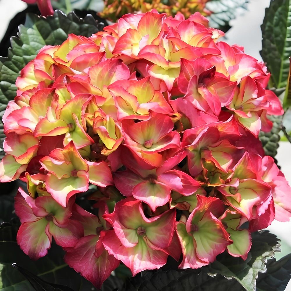 Гортензия крупнолистная Дарк Энджел ц/к