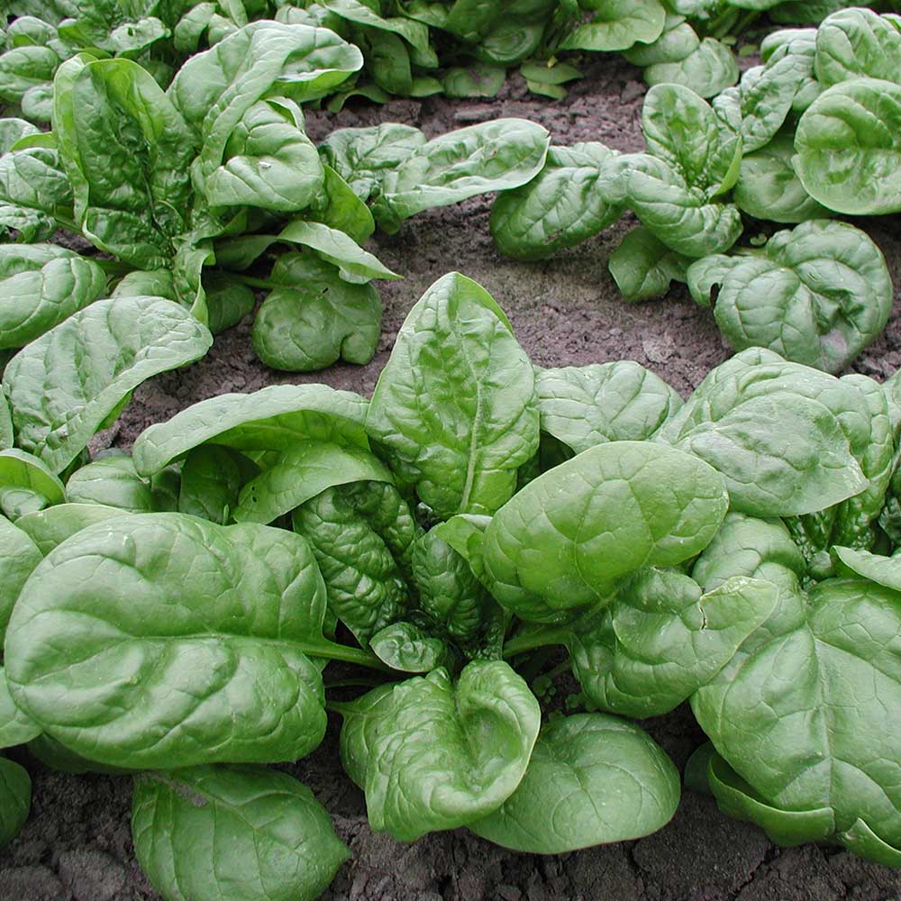 Шпинат Крепыш ц/п