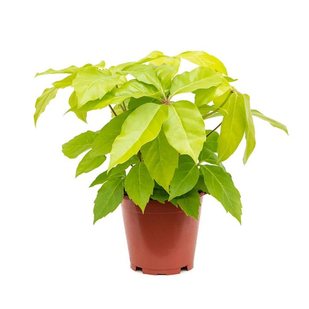 Шеффлера d15 см