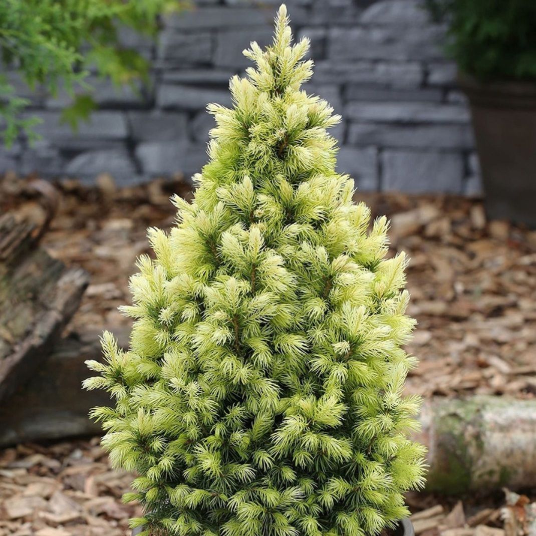 Ель канадская Дэйзис Уайт V2