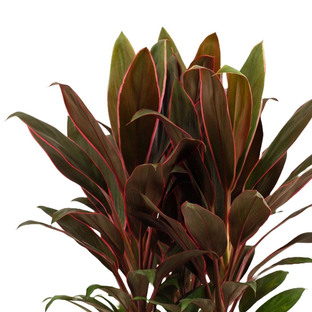 Кордилина d19 см h55 см