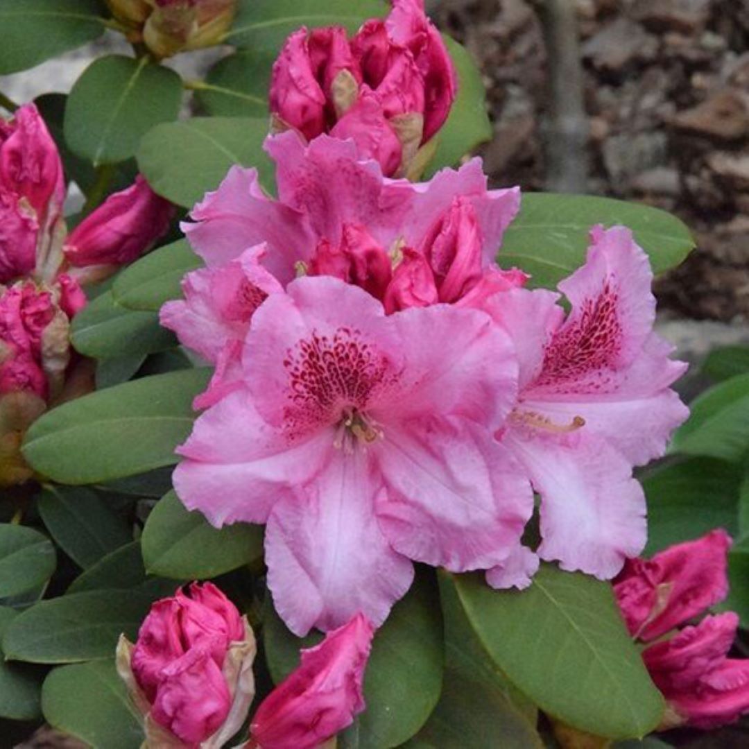 Рододендрон уильямса Клаудиус V5