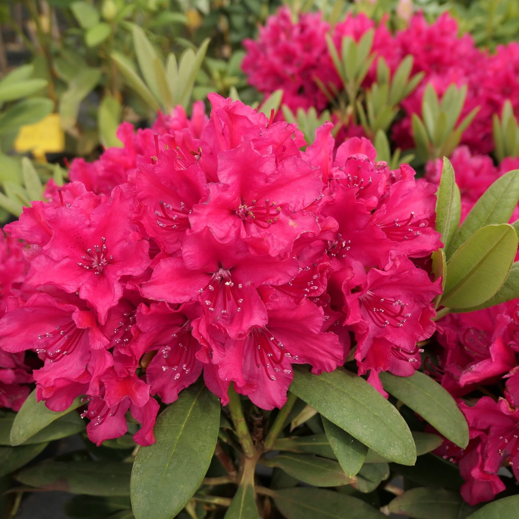 Рододендрон гибридный Дабл Кисс V5