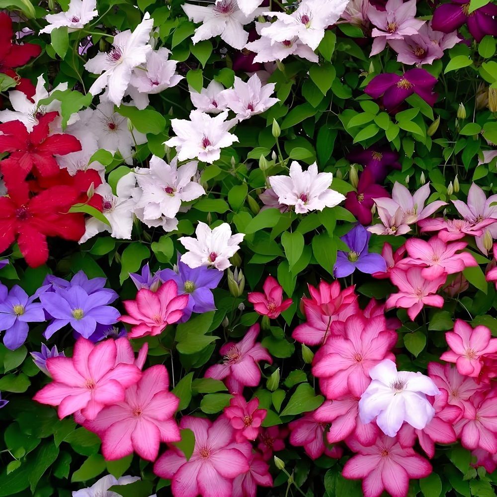 Клематис в ассортименте С2