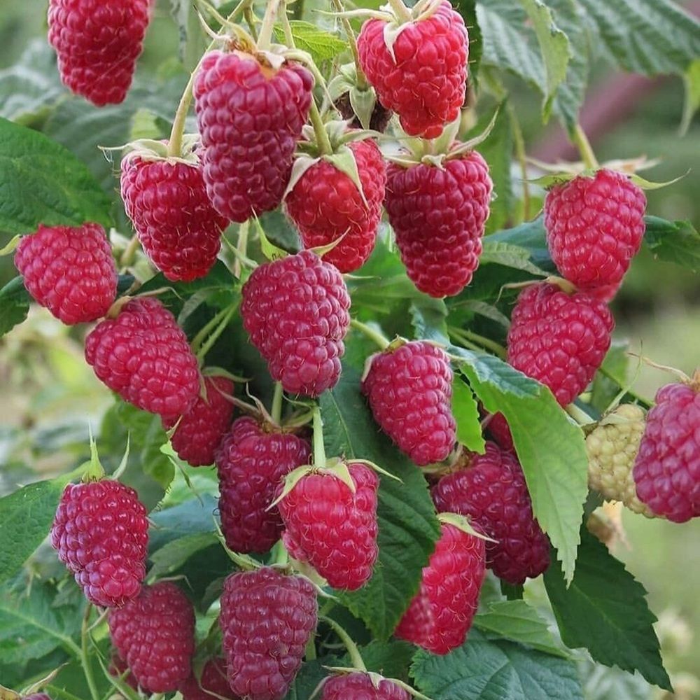 Малина ремонтантная красная Карамелька ЗКС