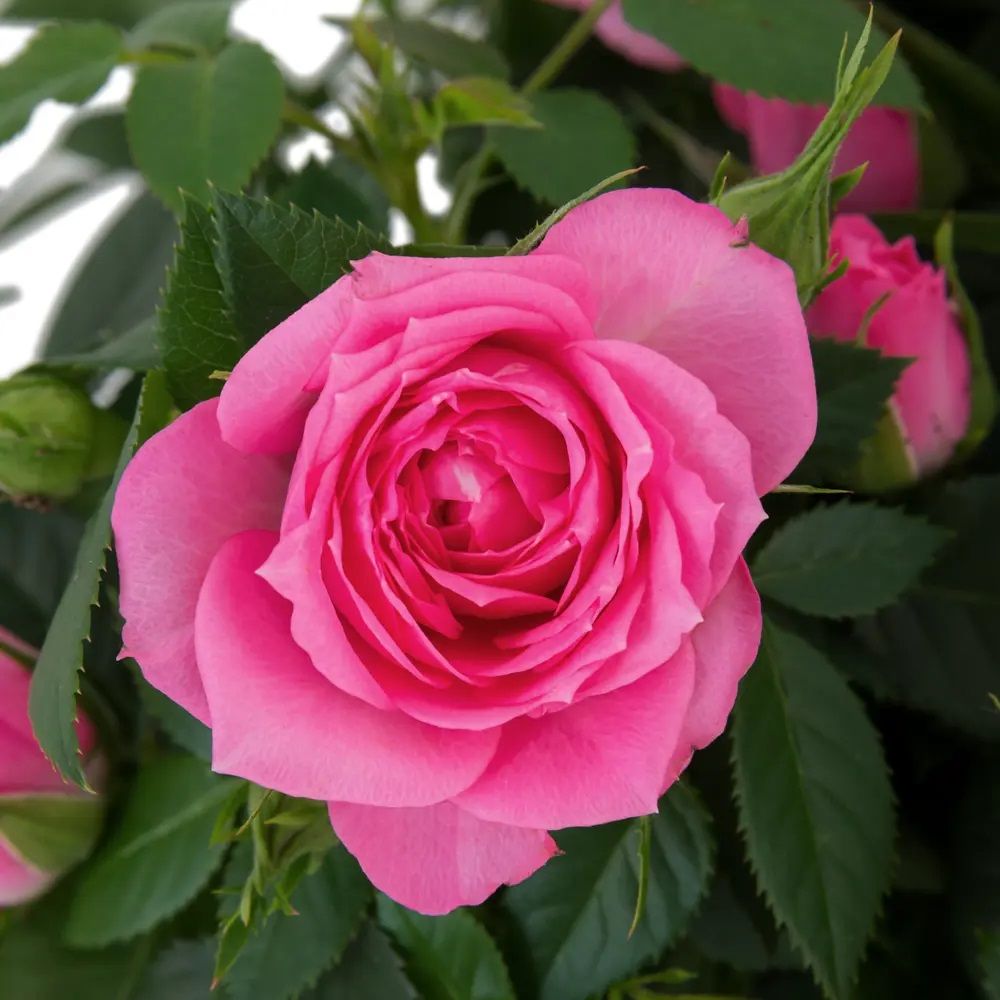 Роза кордана d22 см в кашпо