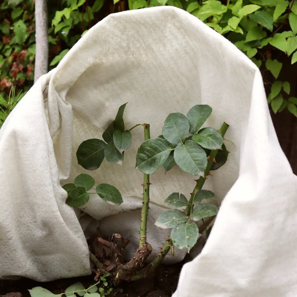 Укрытие зимнее для цветущих кустарников Агротекс 200 г/м2 2х2 м