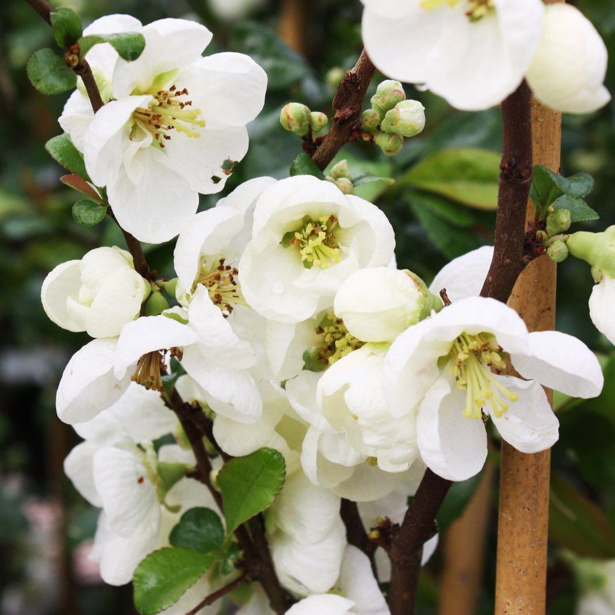 Айва японская Нивалис V2 Lav