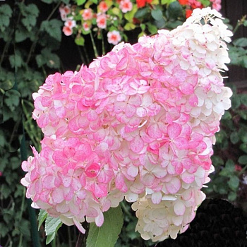 Гортензия метельчатая Пинк Леди С3