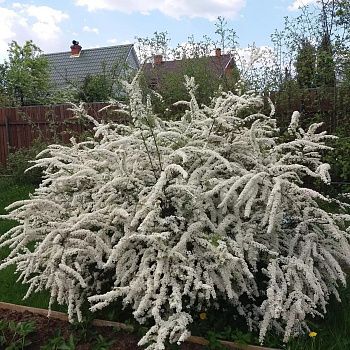 Спирея серая Грефшайм Р9