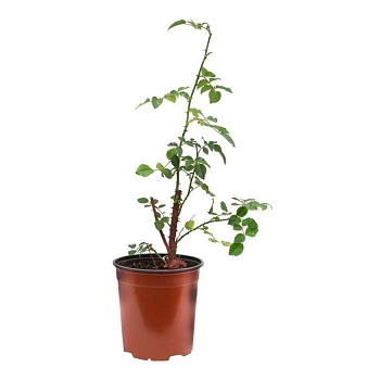 Роза миниатюрная Мейян V7