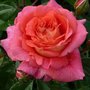 Роза флорибунда Зоммерзонне C7 h30-40 см