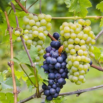 Виноград 2 категория