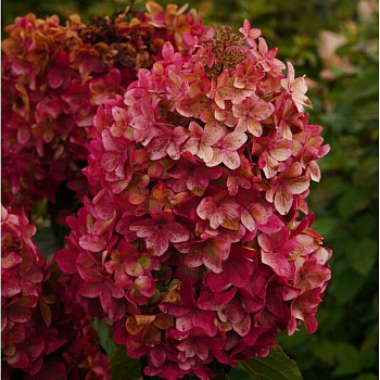 Гортензия метельчатая Металлика 2 л