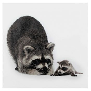 Картина-холст Декоретто Art Еноты 30x30 cм CV 1355