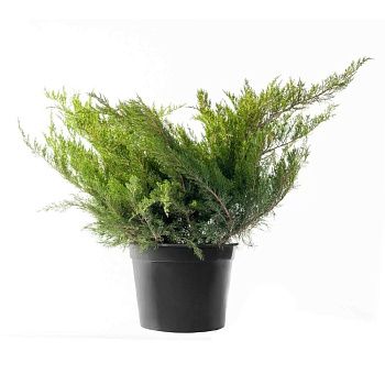 Можжевельник средний Минт Джулеп h40-60 см