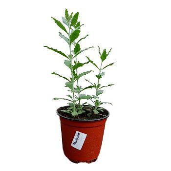 Перовския d14 см