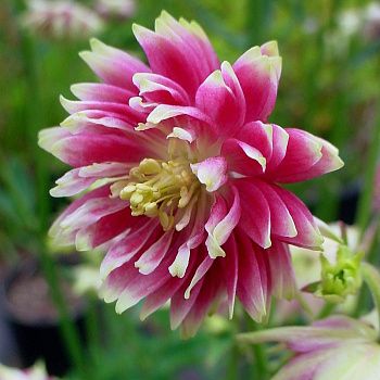 Аквилегия гибрид МакКаны Нора Барлоу